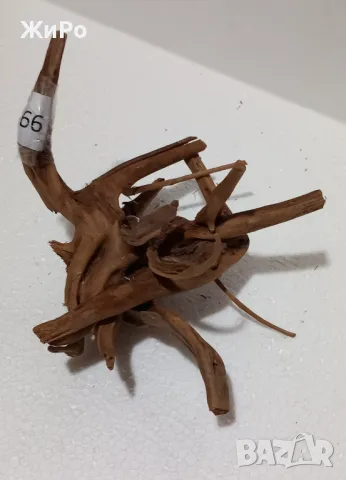 Корен от Азалия /декорация/ 66, снимка 2 - Други - 49875079