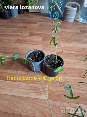 Различни цветя, снимка 7 - Стайни растения - 53278464