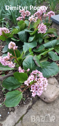 Бергения, снимка 2 - Разсади - 40002832