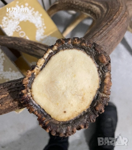 Рога елен 4 броя 13,3 кг. , снимка 11 - Други ценни предмети - 54103807