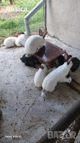 Зайци, снимка 1