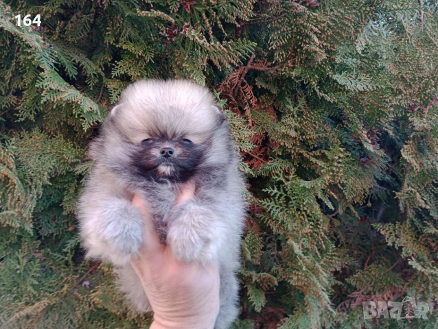 Мини Померан , снимка 4 - Померан - 53921457