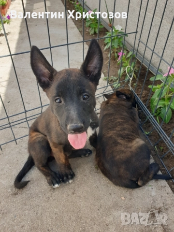 белгийска овчарка малиноа , снимка 4 - Белгийска овчарка - 52530169