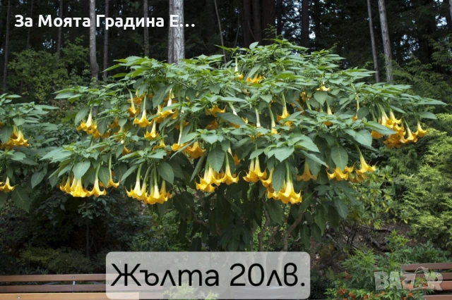 Бругманзия датура - Ангелски тромпет , снимка 2 - Градински цветя и растения - 50632610