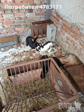 Зайци пеперуда и великан, снимка 2 - Други животни - 54326738