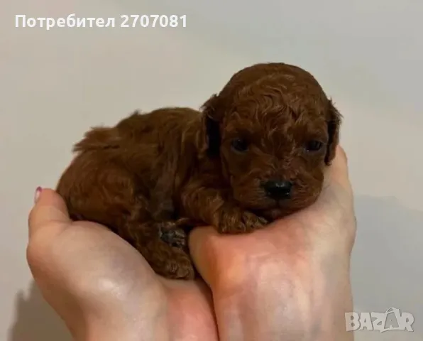 Той пудели, снимка 13 - Пудели - 48840560