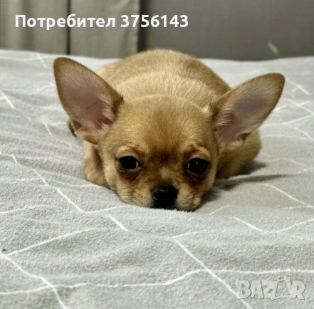 Мини Чихуахуа Момче Уникат, снимка 2 - Чихуахуа - 53210879