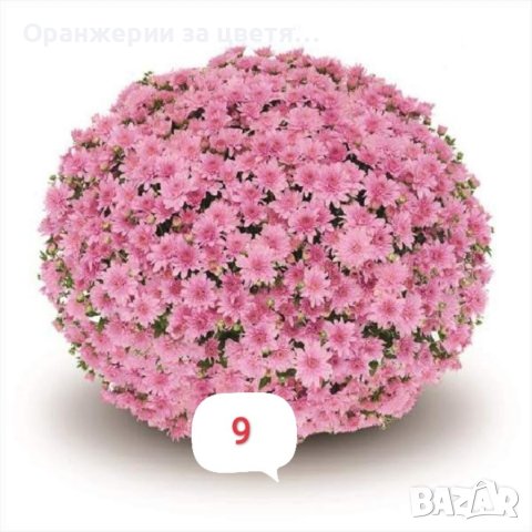 Кълбовидна хризантема разсад, снимка 6 - Градински цветя и растения - 40313222