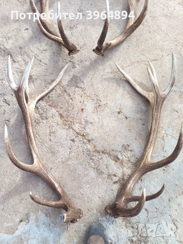 рога от благороден елен , снимка 3 - Декорация за дома - 53884072