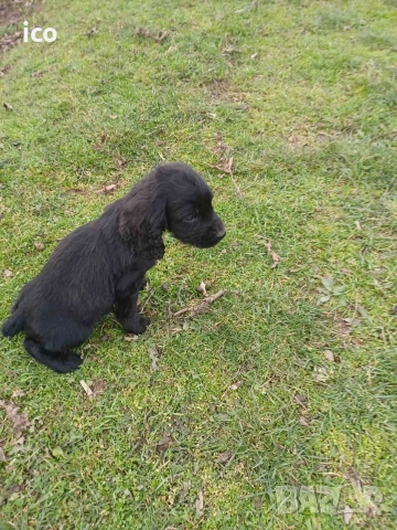 3 кученца курцхаар/кокер, снимка 2 - Курцхаар - 52969383