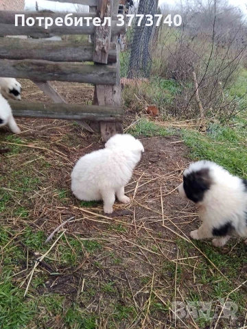 Подарявам кученца-каракачанки, снимка 4 - Каракачанска овчарка - 53012521