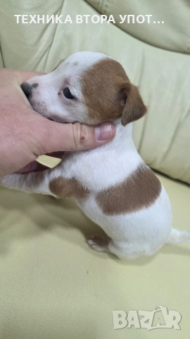 джак ръсел териер 3 броя женски, снимка 9 - Джак ръсел териер - 52885801