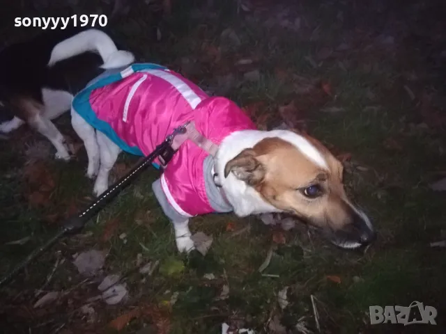 джак и новата му любов сара 2812241805, снимка 5 - Джак ръсел териер - 48482381