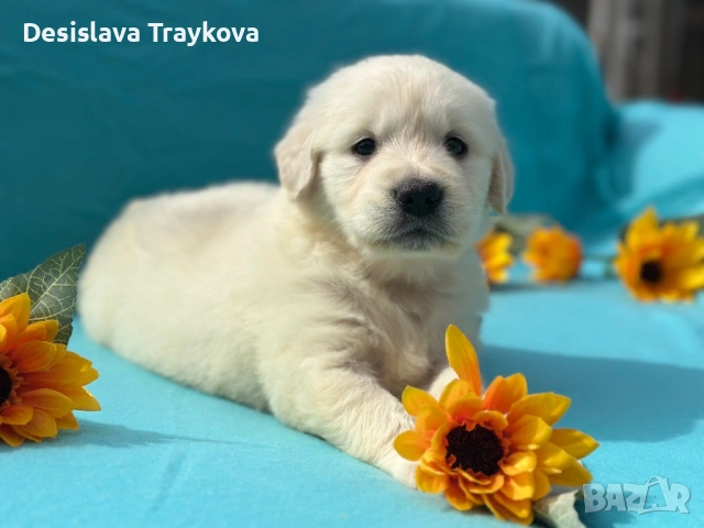 Кученца Голдън ретривър , снимка 7 - Голдън ретривър - 54186700