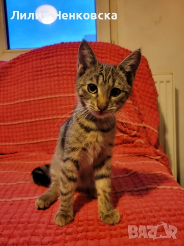 Подарява се тигрово котенце на три месеца, снимка 3 - Други - 52056954