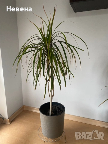 Драцени с включени в цената саксии, снимка 2 - Стайни растения - 53921999