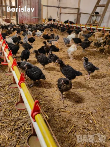 Супер Харко 1 месец Ивански, снимка 5 - Кокошки и пуйки - 49753789