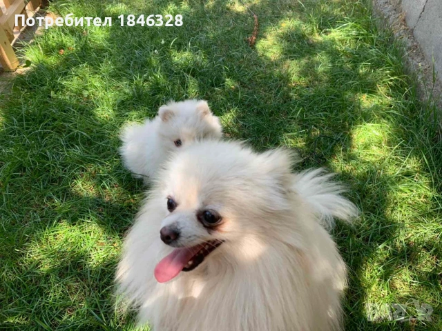 Померан , снимка 4 - Померан - 53098681