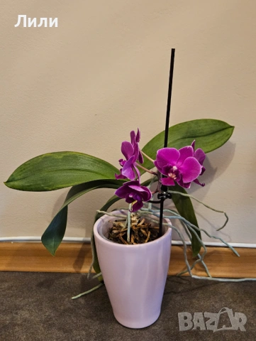 Орхидея фаленопсис мултифлора 