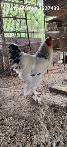 Колумбийски брами петли, снимка 1