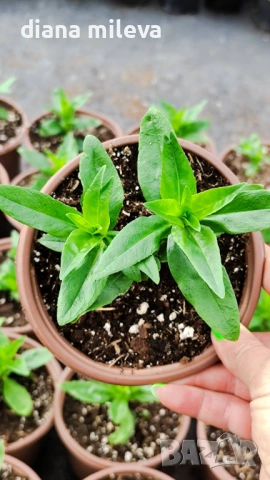 Пенстемон лилав, Penstemon polaris Purple, студоустойчив, снимка 5 - Градински цветя и растения - 54093394