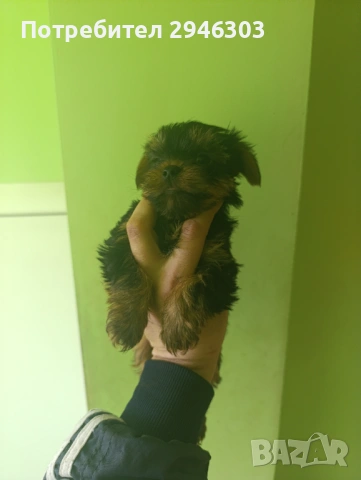 Йоркширски териери , снимка 4 - Йоркширски териер - 53280068