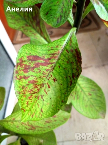 Еуфория рубра африкански млечен храст, снимка 5 - Стайни растения - 53266354