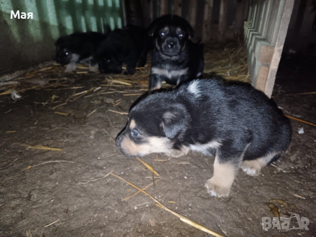 Бебета копойчета, снимка 7 - Други - 52566062