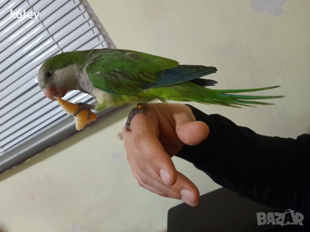 ръчно хранен папагал монах , снимка 2 - Папагали - 54083731