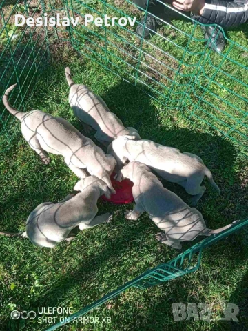 Ваймаранери , снимка 6 - Ваймаранер - 52127018