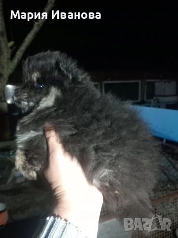 Бебета мини немски шпиц търсят своя нов дом , снимка 2 - Шпиц - 53273633