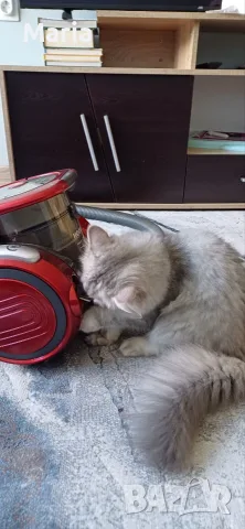 Персийски котета, снимка 17 - Персийска - 47166109