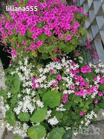 Детелина  студоустойчива  розов и бял цвят, снимка 3 - Градински цветя и растения - 40803577
