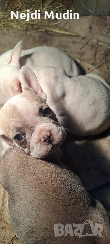 френски булдочета, снимка 7 - Френски булдог - 53112390