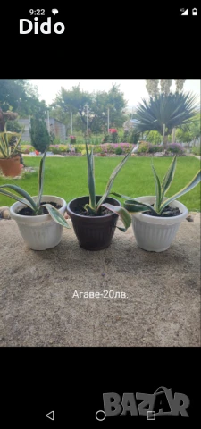 Агаве ,цветя, снимка 5 - Градински цветя и растения - 42062687