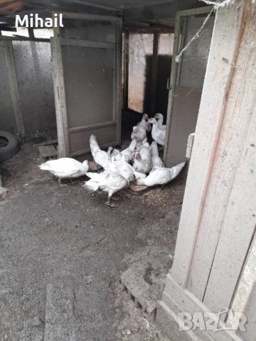 Продавам неми патици, снимка 4 - Патици и гъски - 42835657