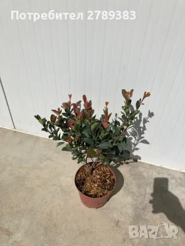 Фотиния литъл ред робин, снимка 6 - Градински цветя и растения - 48725254