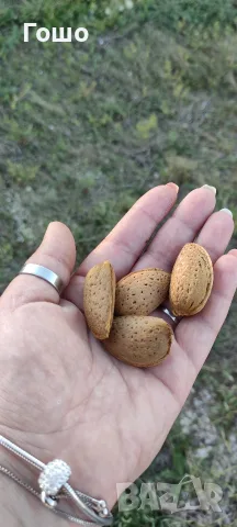 Предлагаме сушене, чупене и сортиране на ядки