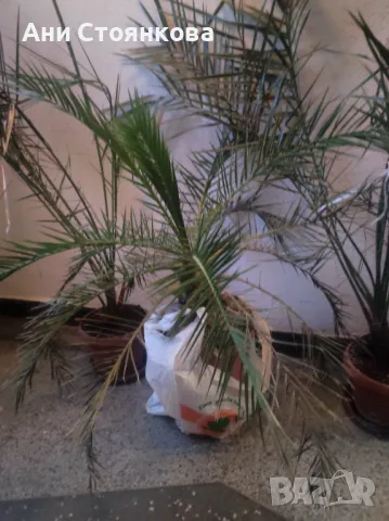 Финикова палма, снимка 2 - Градински цветя и растения - 50180797