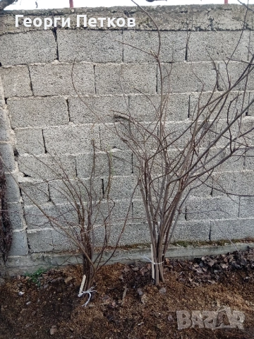 Смокинови фиданки, снимка 3 - Разсади - 54362202