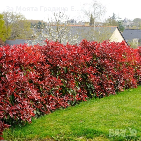 Фотиния за жив плет 2вида , снимка 8 - Градински цветя и растения - 54020526