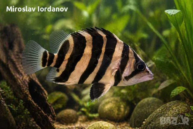 тигрови риби Datnoid microlepis