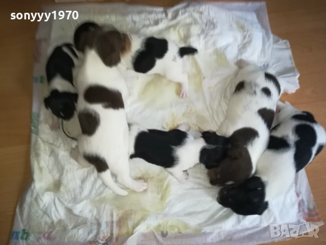 ДЖАК РЪСЕЛ-250ЛВ ЗА БРОЙ 0409252000, снимка 9 - Джак ръсел териер - 51608760