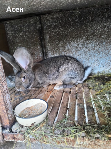 Белгийски великани , снимка 6 - Други - 54203581