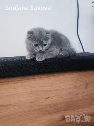 Прекрасни Шотландски Клепоухи котенца (Scottish Fold), снимка 15 - Други - 56071434