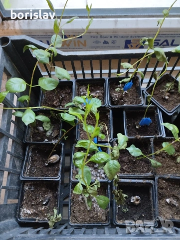 Дръвче Шам Фъстък