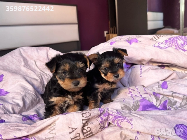 Йоркита, йоркширски териери , снимка 2 - Йоркширски териер - 53381366