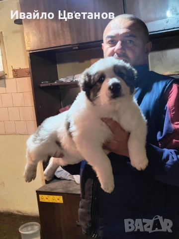 Алабай, снимка 10 - Средноазиатска овчарка - 53174361