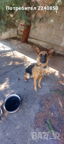 Продавам , снимка 6 - Немска овчарка - 51041315