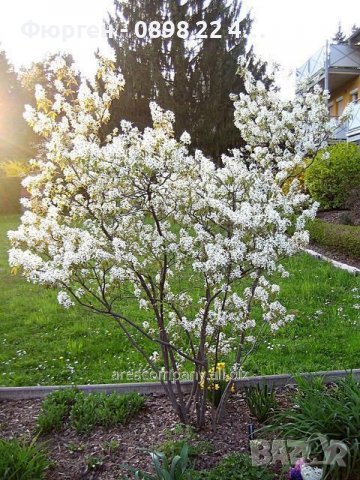 Амеланхиер -Amelanchier, снимка 2 - Градински цветя и растения - 38043932